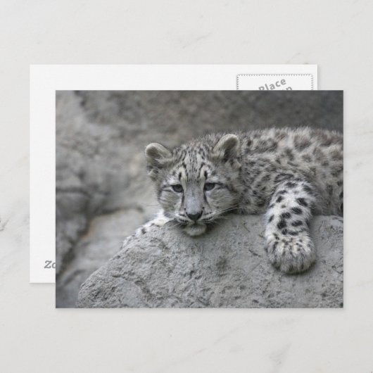 4 Monate alter Schneeleopardenbecher über einen Fe Postkarte (Vorne/Hinten)
