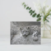 4 Monate alter Schneeleopardenbecher über einen Fe Postkarte (Stehend Vorderseite)