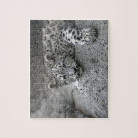4 Monate alter Schneeleopardenbecher über einen Fe Puzzle (Vertikal)