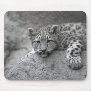 4 Monate alter Schneeleopardenjunge liegt über ein Mousepad