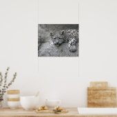 4 Monate altes Schneeleopardenjunges liegt über ei Poster (Küche)