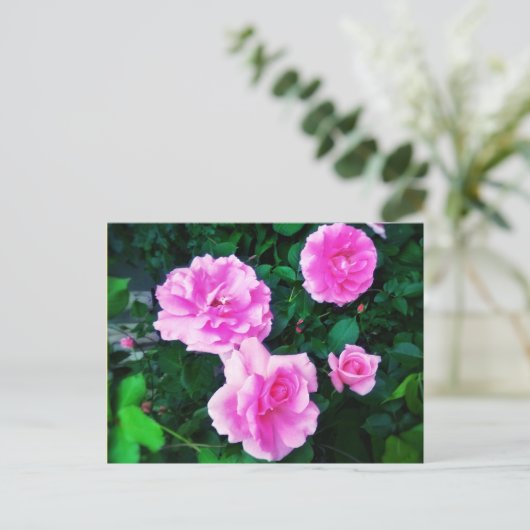 4 ROSE POSTCARD POSTKARTE (Stehend Vorderseite)