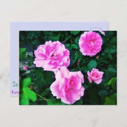 4 ROSE POSTCARD POSTKARTE (Vorne/Hinten)