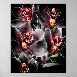 4 x 5 Verhältnis Schwarz Orchid Print Img5459 Poster