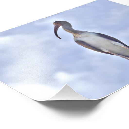 4 x 6 Foto Kranich (Ecke)