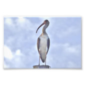 4 x 6 Foto Kranich (Vorne)