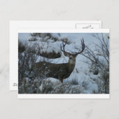 4x4 Mule Reh Postkarte (Vorne/Hinten)