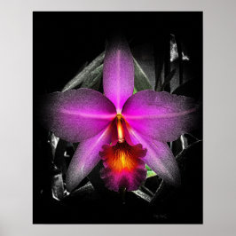 4x5 Verhältnis Schwarz Orchid Print Img5506 Poster