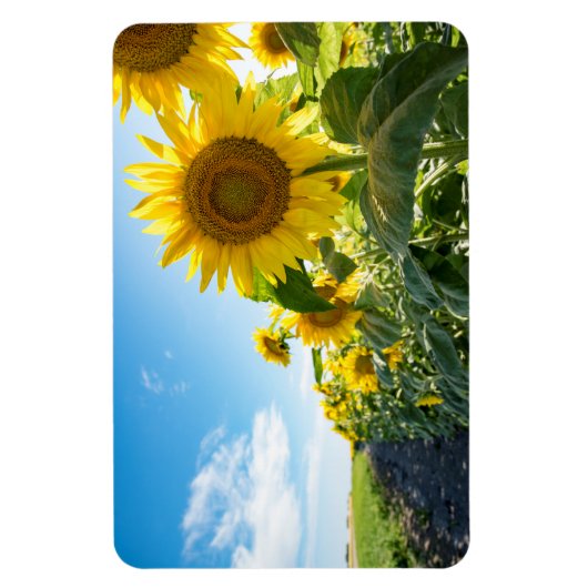 4x6 Flachbildschirm Magnet (Vertikal)