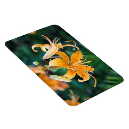 4x6 Flachbildschirm Magnet (Rechte Seite)