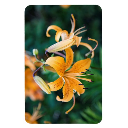 4x6 Flachbildschirm Magnet (Vertikal)