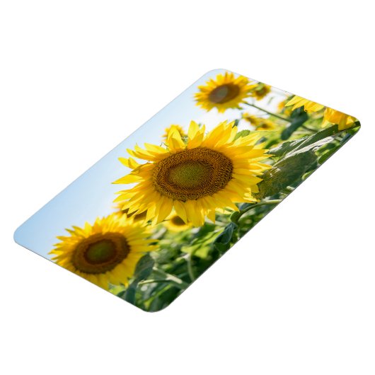 4x6 Flachbildschirm Magnet (Linke Seite)