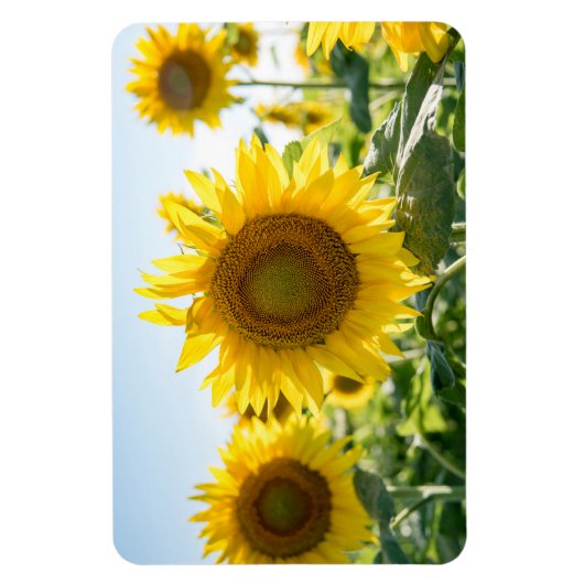 4x6 Flachbildschirm Magnet (Vertikal)