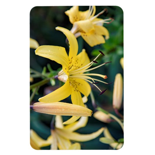 4x6 Flachbildschirm Magnet (Vertikal)