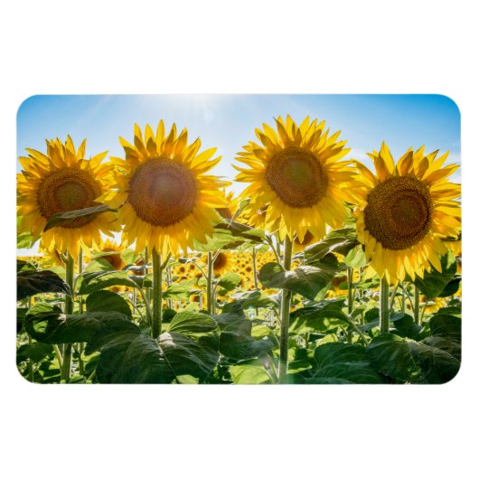 4x6 Flachbildschirm Magnet (Horizontal)