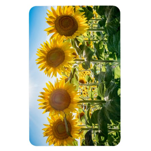 4x6 Flachbildschirm Magnet (Vertikal)