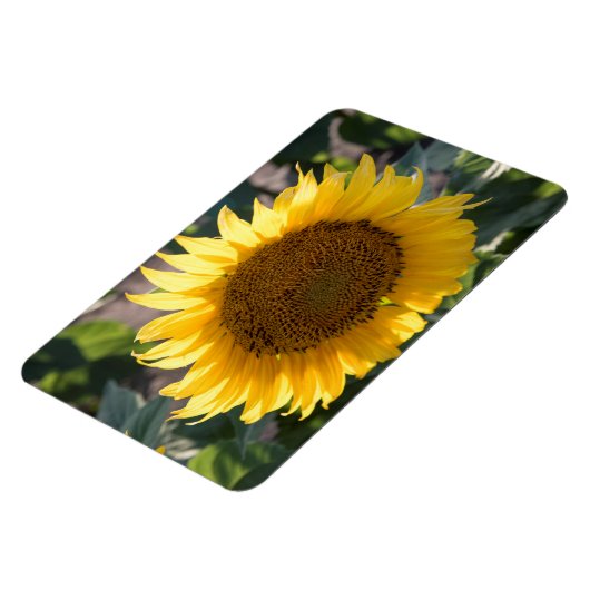 4x6 Flachbildschirm Magnet (Linke Seite)