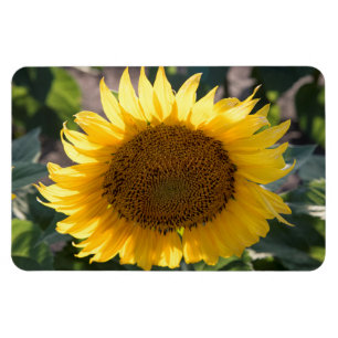 4x6 Flachbildschirm Magnet