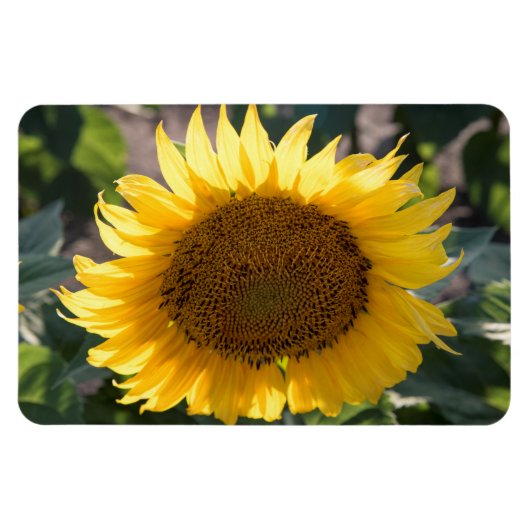 4x6 Flachbildschirm Magnet (Horizontal)