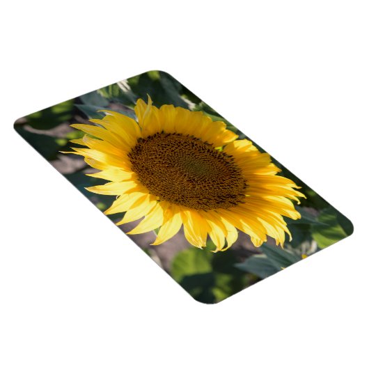 4x6 Flachbildschirm Magnet (Rechte Seite)