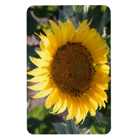 4x6 Flachbildschirm Magnet (Vertikal)