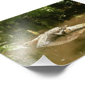 4x6-Foto-Alligator Fotodruck (Ecke)