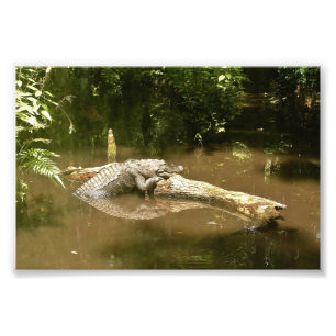 4x6-Foto-Alligator Fotodruck