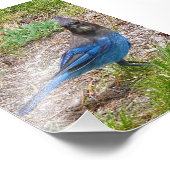 4x6 Foto blaue Jay (Ecke)