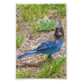 4x6 Foto blaue Jay (Vorne)