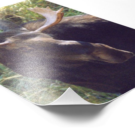 4x6 Foto Elch (Ecke)