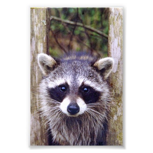 4x6-Foto Fotodruck (Vorne)