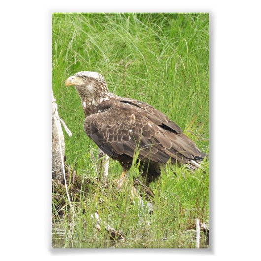 4x6-Foto Fotodruck (Vorne)