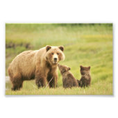 4x6 Foto Grizzlybär (Vorne)