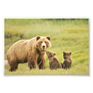 4x6 Foto Grizzlybär