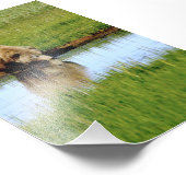 4x6 Foto Grizzlybär (Ecke)