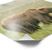 4x6 Foto Grizzlybär (Ecke)