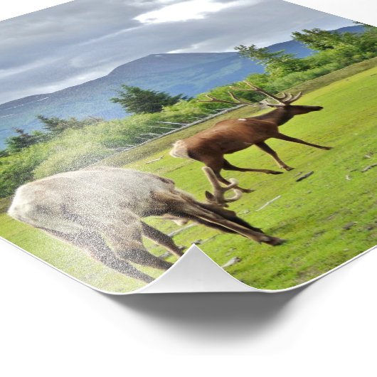 4x6 Foto Papier (Satin) aus Elch (Ecke)