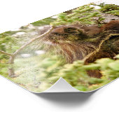 4x6 Foto porcupine (Ecke)