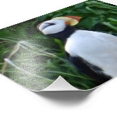 4x6-Foto-Puffin Fotodruck (Ecke)