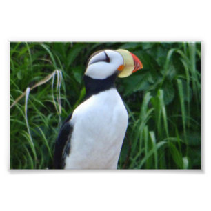 4x6-Foto-Puffin Fotodruck