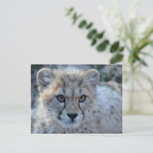 4x6 Gepard Postkarte (Stehend Vorderseite)