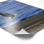 4x6 photo of eagle fotodruck (Ecke)