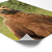 4x6 Plakatpapier (Matte) aus Grizzlybär Poster (Ecke)