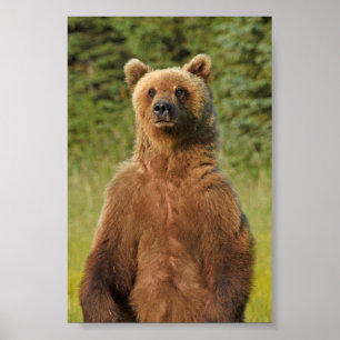 4x6 Plakatpapier (Matte) aus Grizzlybär Poster