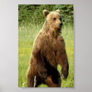 4x6 Plakatpapier (Matte) aus Grizzlybär Poster