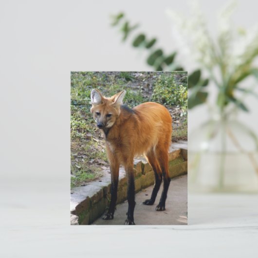 4x6 Postkartenvorlage Postkarte (Stehend Vorderseite)