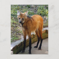 4x6 Postkartenvorlage