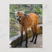 4x6 Postkartenvorlage Postkarte (Vorderseite)