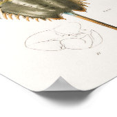 50 51 Hufeisenkrebse (Polyphemus occiden) Poster (Ecke)