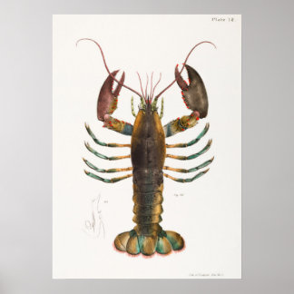 52 53 amerikanische Hummer (Homarus americanus) au Poster